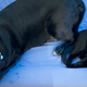 Illustration for article titled Casper Made a New Mattress...For Dogs